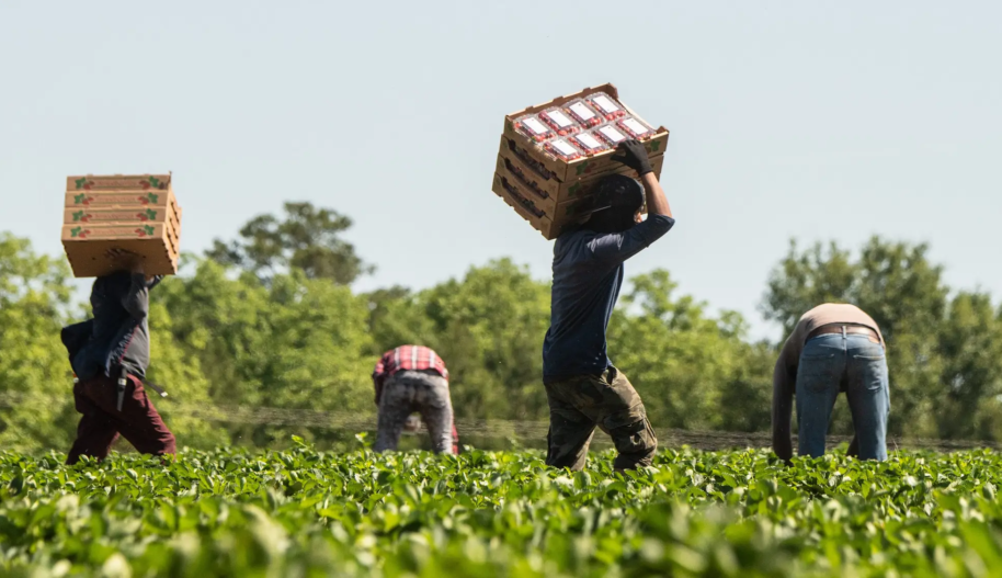 Four workers in an agricultural field pick produce and carry boxes on a bright day.
